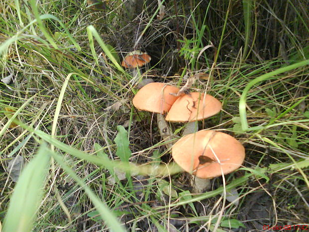 kozák osikový Leccinum albostipitatum den Bakker & Noordel.