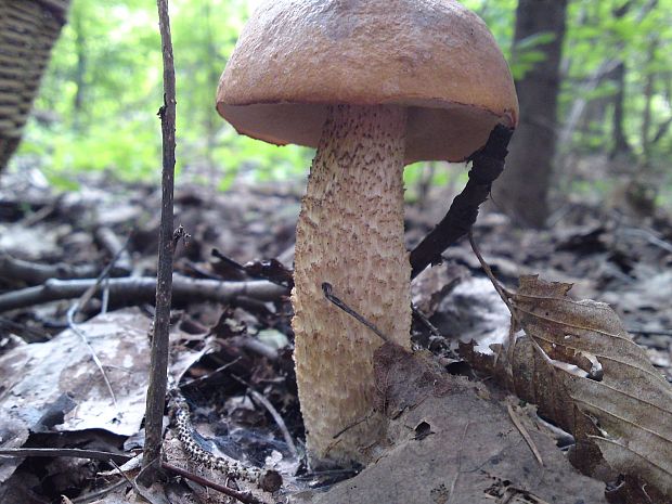 kozák Leccinum sp.