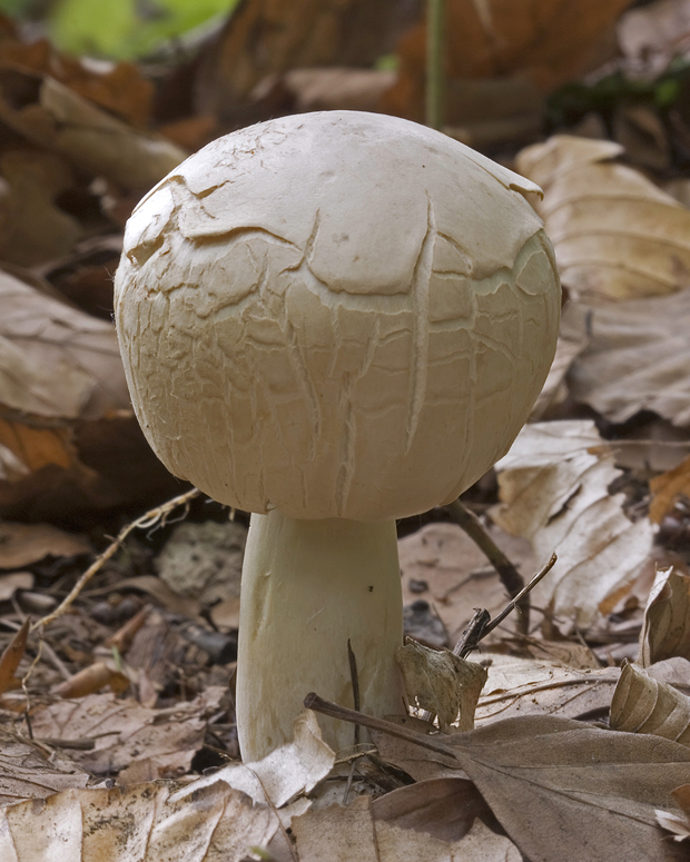 bedlica ružovolupeňová Leucoagaricus leucothites (Vittad.) Wasser