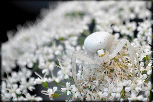 kvetárik dvojtvarý  Misumena vatia