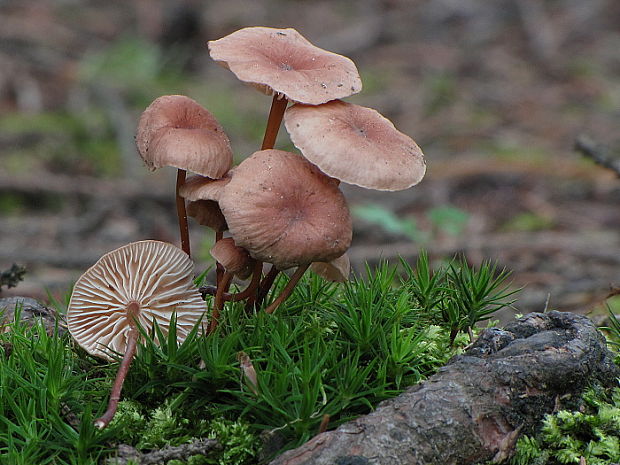 tanečnica orešcová Mycetinis scorodonius (Fr.) A.W. Wilson & Desjardin