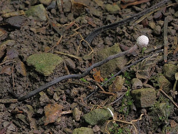 žezlovka bystrušková Ophiocordyceps entomorrhiza (Dicks.) G.H. Sung, J.M. Sung, Hywel-Jones & Spatafora