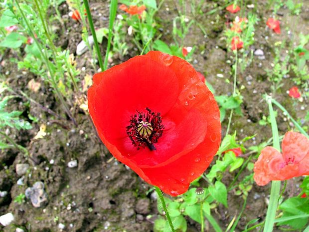 mak vlčí Papaver rhoeas L.