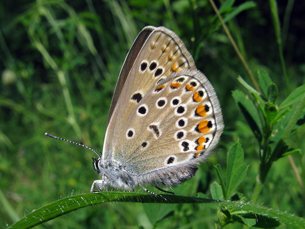 modráčik  ušľachtilý Polyommatus amandus