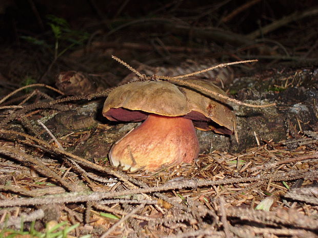 hríb zrnitohlúbikový Sutorius luridiformis (Rostk.) G. Wu & Zhu L. Yang