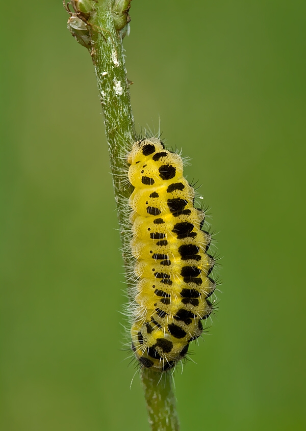 vretienka obyčajná Zygaena filipendulae