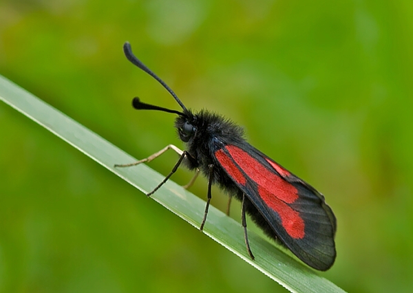 vretienka hrachorová Zygaena osterodensis