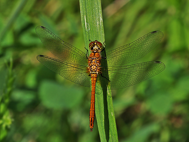 vážka obyčajná  (Sympetrum vulgatum