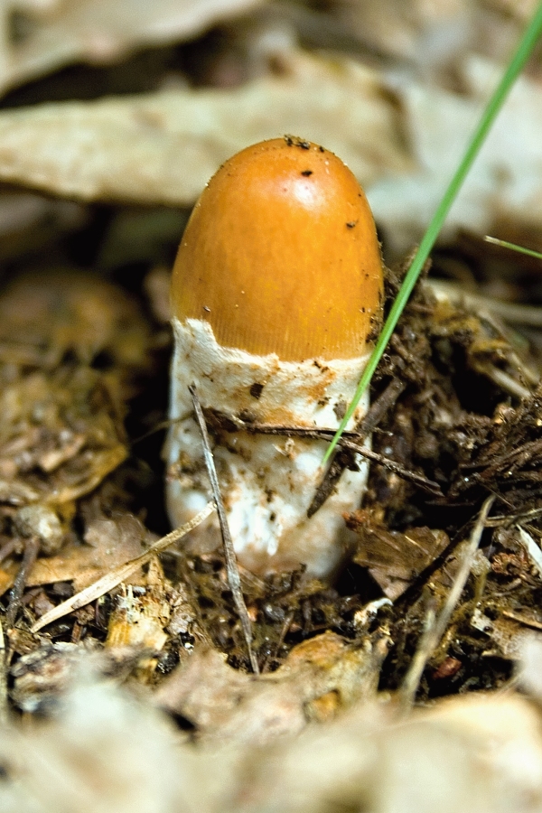 muchotrávka plavohnedá Amanita fulva Fr.