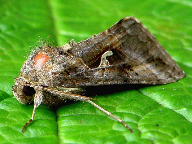 mora gama Autographa gamma