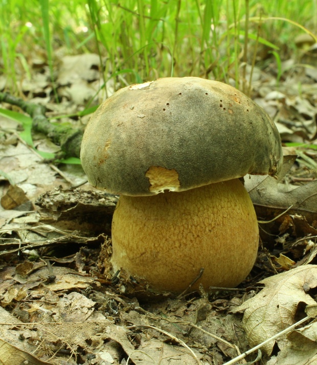 hríb bronzový Boletus aereus Bull. ex Fr.