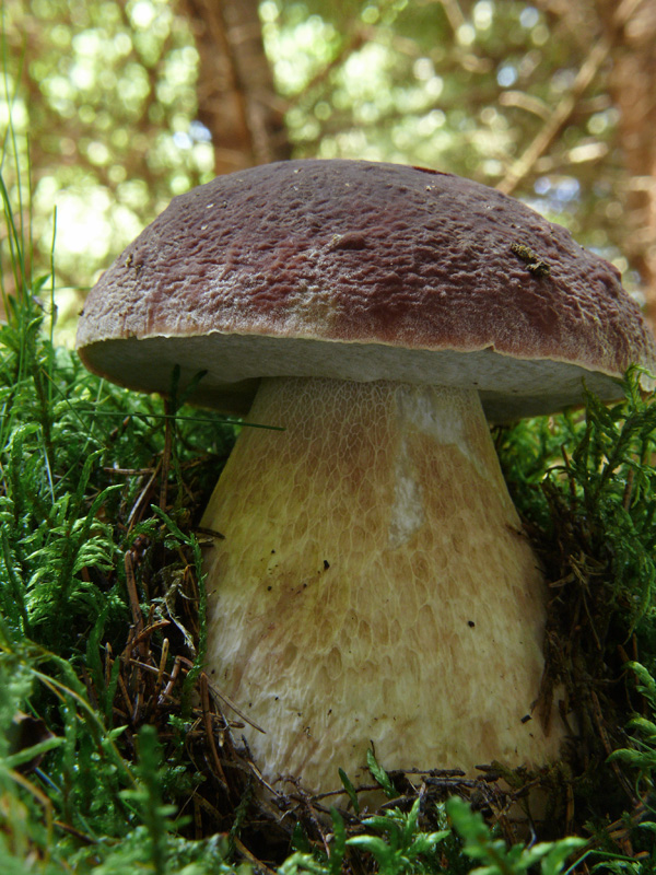 hríb sosnový Boletus pinophilus Pil. et Dermek in Pil.