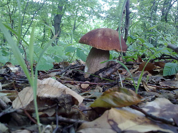 hríb dubový Boletus reticulatus Schaeff.