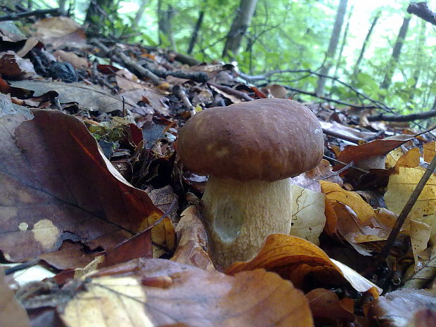 hríb dubový Boletus reticulatus Schaeff.