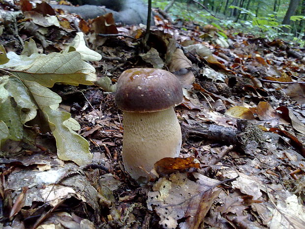 hríb dubový Boletus reticulatus Schaeff.