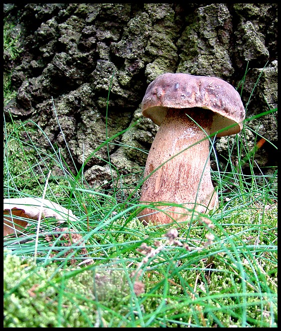 hríb dubový Boletus reticulatus Schaeff.