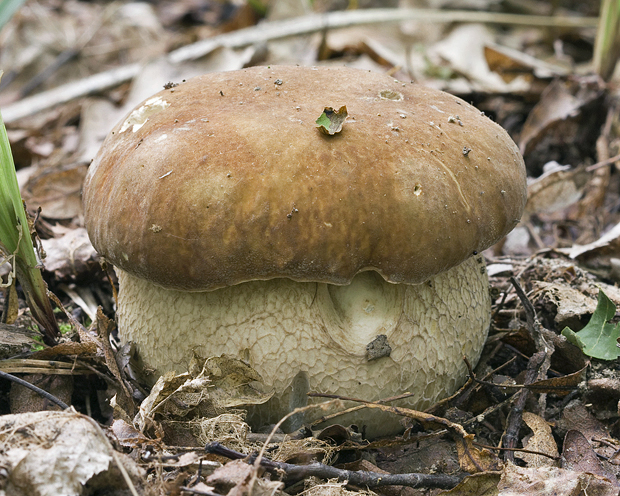 hríb dubový Boletus reticulatus Schaeff.