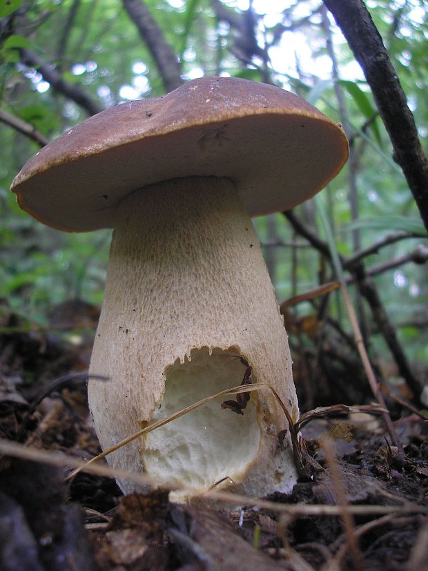 hríb dubový Boletus reticulatus Schaeff.