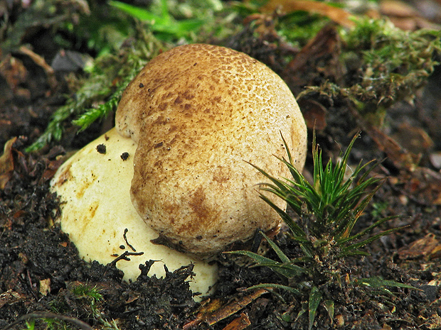 hríb príveskatý Butyriboletus appendiculatus (Schaeff. ex Fr.) Secr.