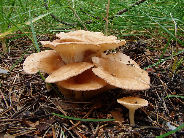 strmuľka lievikovitá Clitocybe gibba (Pers.) P. Kumm.