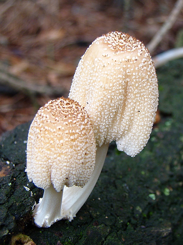 hnojník Coprinus sp.