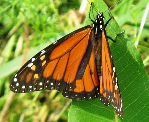 monarcha Danaus plexippus