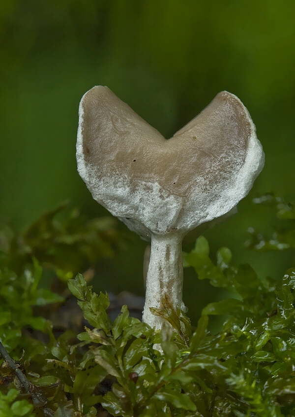 chriapač pružný Helvella elastica Bull.