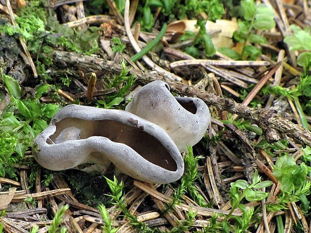 chriapač Helvella sp.