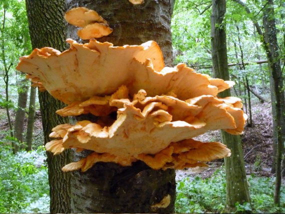 sírovec obyčajný  Laetiporus sulphureus (Bull.) Murrill