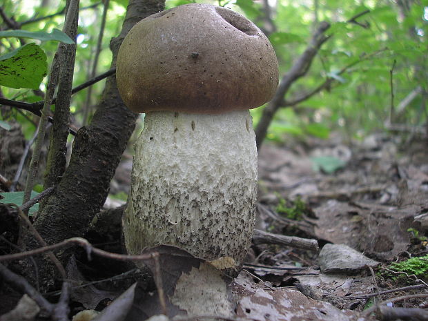 kozák topoľový Leccinum duriusculum (Schulzer ex Kalchbr.) Singer