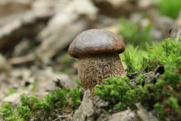 kozák brezový Leccinum scabrum (Bull.) Gray