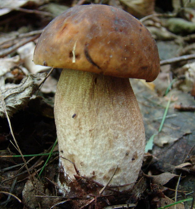 kozák hrabovy Leccinum sp.