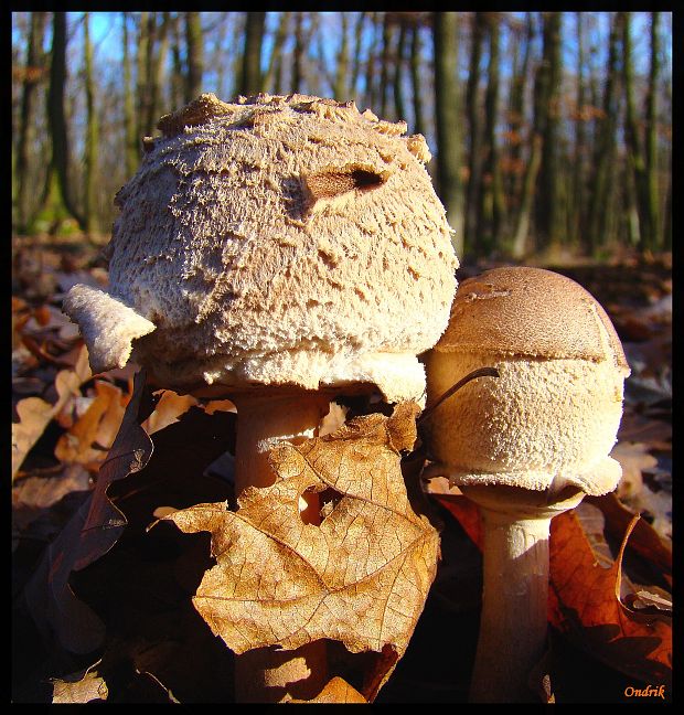 bedľa vysoká Macrolepiota procera (Scop.) Singer