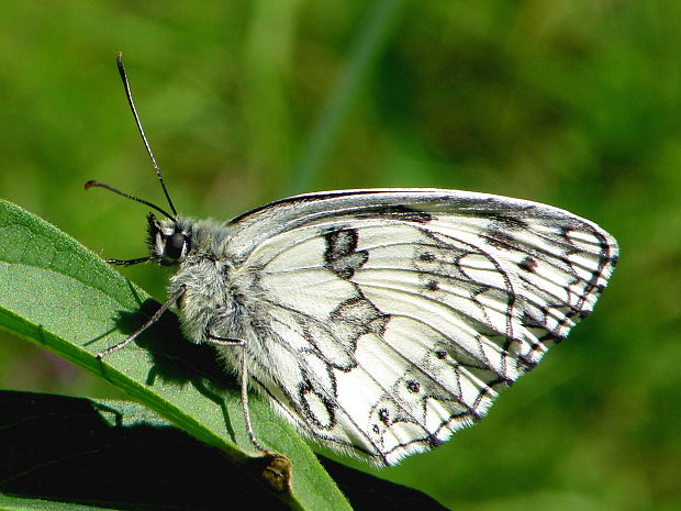 očkáň timotejkový Melanargia galathea  Linnaeus, 1758