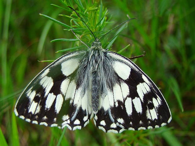 očkáň timotejkový Melanaria galathea