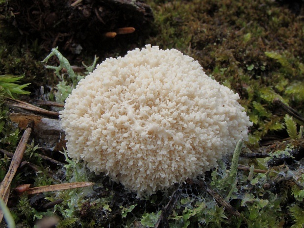 slizovka Myxomycetes sp.