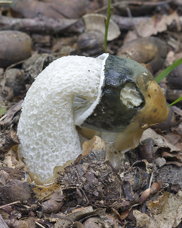 hadovka smradľavá Phallus impudicus L.