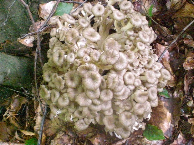 trúdnik klobúčkatý Polyporus umbellatus (Pers.) Fr.