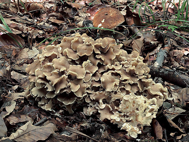 trúdnik klobúčkatý Polyporus umbellatus (Pers.) Fr.