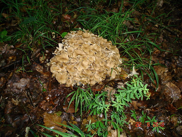 trúdnik klobúčkatý Polyporus umbellatus (Pers.) Fr.