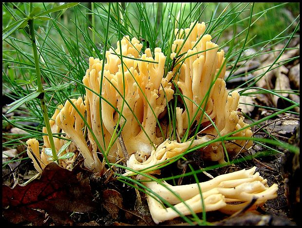 strapačka žltá Ramaria flava (Schaeff.) Quél.