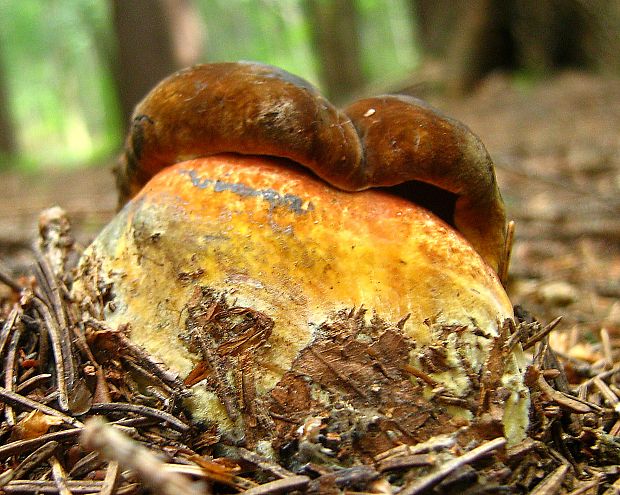 hríb zrnitohlúbikový Sutorius luridiformis (Rostk.) G. Wu & Zhu L. Yang