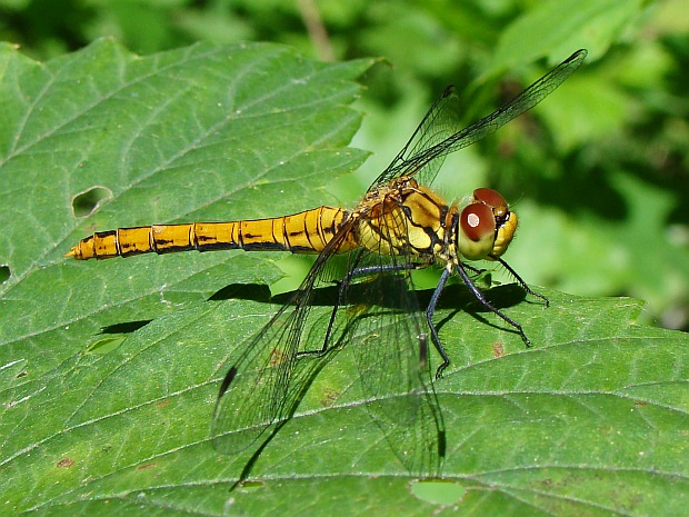 vážka červená Sympetrum sanguineum