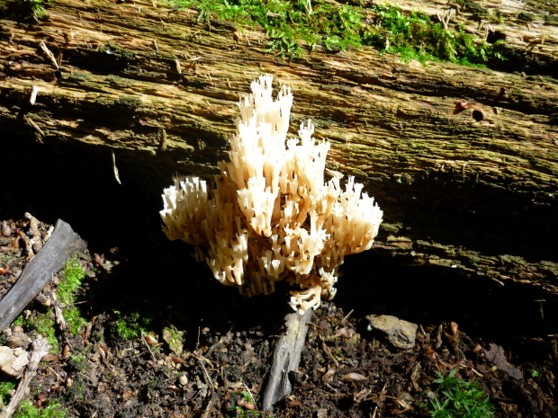 korunovec svietnikovitý Artomyces pyxidatus (Pers.) Jülich