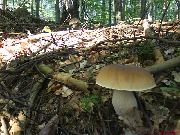 hríb smrekový Boletus edulis Bull.