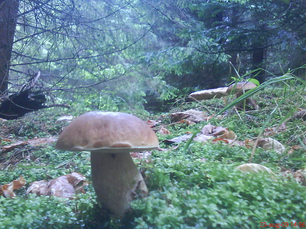 hríb smrekový Boletus edulis Bull.