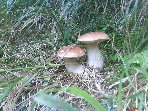 hríb smrekový Boletus edulis Bull.