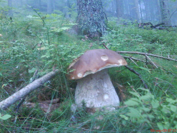 hríb smrekový Boletus edulis Bull.