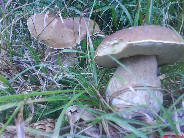 hríb smrekový Boletus edulis Bull.