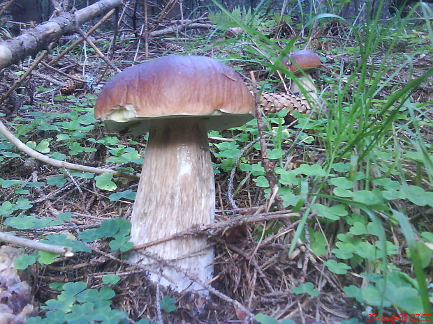 hríb smrekový Boletus edulis Bull.